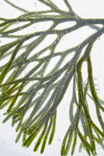 Load image into Gallery viewer, [Luvum] ✨NEW✨ 러븀 울릉도 해양수 PDRN 겔 마스크 Glacial marine Algae-PDRN gel mask(1 BOX = 5 EA)